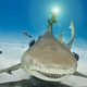 Illustration for article titled Real Lasers on Actual Sharks